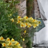 Льнянка :: Сапсан 