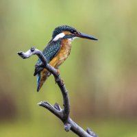 Зимородок. :: Alexander Amromin