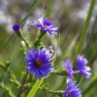 Астра  ромашковая :: Светлана Ищенко