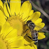 Труженица пчёлка :: Светлана Ищенко Труженица пчёлка :: Светлана Ищенко