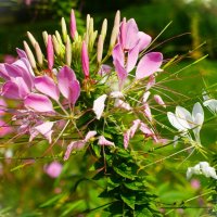 Клеома Хасслера :: Aida10 