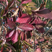 Вот и осень пришла :: Светлана Ищенко