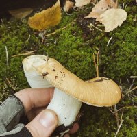 Грибок :: Георгиевич 