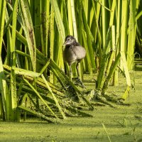 Камышница. :: Alexander Amromin