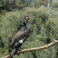 Баклан :: SanSan 