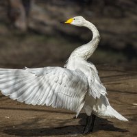 Шипун :: SanSan 