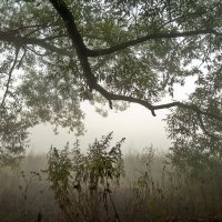 Туманным утром :: Валерий Иванович