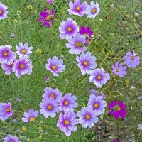 Созвездие космеи :: Валерий Иванович Созвездие космеи :: Валерий Иванович