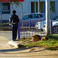 Август....Псы ждут зеленого света! :: Владимир 