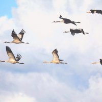 Кто куда, а мы на юга! :: Михаил Белоусов