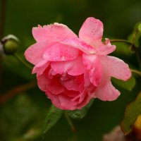 Розы сентября :: Юрий. Шмаков