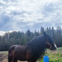 Харлей. :: Ольга 