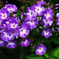 Красота флоксов :: Людмила Смородинская