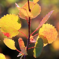 Фрагменты осени... :: Галина Ильясова Фрагменты осени... :: Галина Ильясова