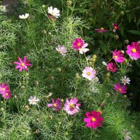 Космея :: Рита Симонова