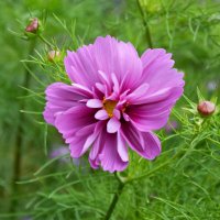 Москва. Август в Аптекарском огороде. :: Наташа *****