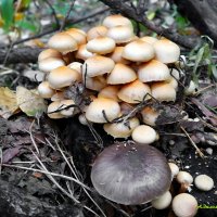 В грибных походах: опята ложные серо-пластинчатые :: Андрей Заломленков