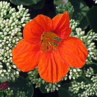 Цветы. :: Владимир Драгунский