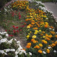 Самые стойкие :: Владимир Кроливец