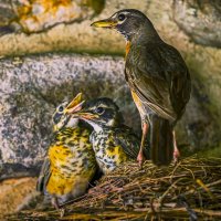 Американский дрозд :: Aleksey Afonin