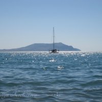 Природа Крыма :: Amazing Cosmea