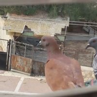 113 (123) :: CLOSE WAYS ALL