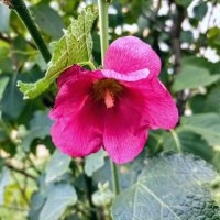 Штокроза :: Veera V