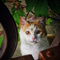 Привет принёс от осени. :: Галина Левина