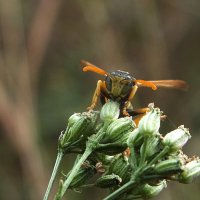 ** :: Зоя Мишина