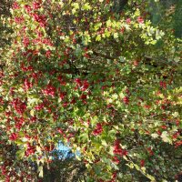 Дары осени :: Svetlana 