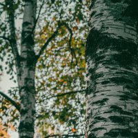 родное :: Лана Пипякина родное :: Лана Пипякина