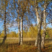 Березы :: Сергей Ц