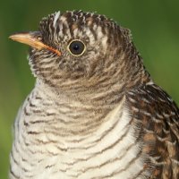 Кукушка. Портрет. :: Станислав С.