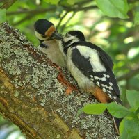 А этот кусочек за папу... :: Вячеслав Минаев