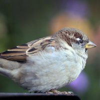 18 сентября :: Михаил Бибичков