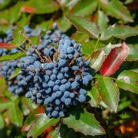 Ягоды магонии падуболистной... :: Николай Гирш
