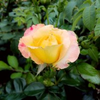 Очаровательная роза. :: Лия ☼