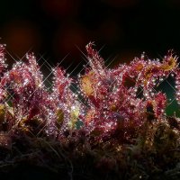 Росянка в контровом свете... :: Владимир Шошин Росянка в контровом свете... :: Владимир Шошин