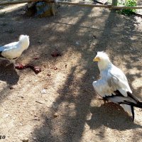 В ростовском зоопарке :: Нина Бутко В ростовском зоопарке :: Нина Бутко