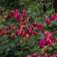 Ветка бересклета. :: Сергей Фомичев