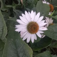 Эхинацея :: Сапсан 