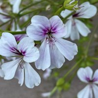 Герань. :: Ирина 