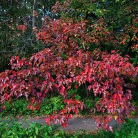 Красные наступают :: Андрей Лукьянов