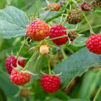 Малина в сентябре. :: Милешкин Владимир Алексеевич Малина в сентябре. :: Милешкин Владимир Алексеевич