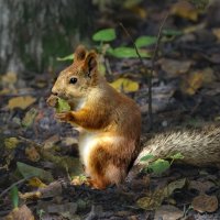 Белка :: SanSan 