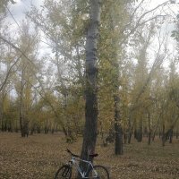 Велопрогулка по лесным тропинкам. :: Андрей Хлопонин