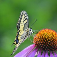 Сибирский махаон :: Татьяна Лютаева