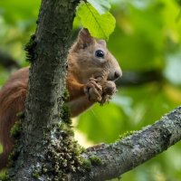 И орешки все грызет ... :: Сергей Кубрак