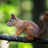 Белочка :: Sergey38 