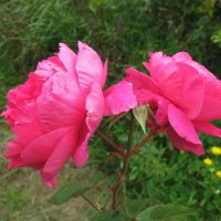 Сентябрьские розочки :: Людмила Смородинская